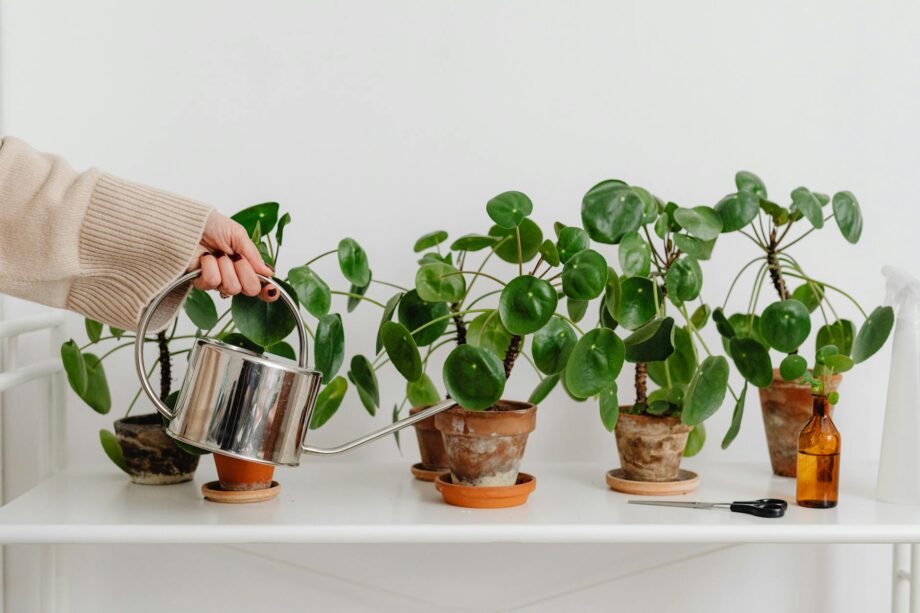 person watering plants on white table